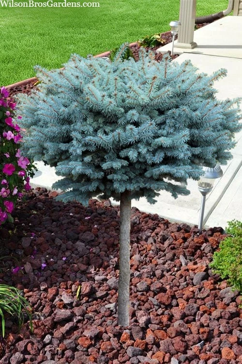 Dwarf Globe Blue Spruce Topiary Tree (Picea Pungens 'Globosa') - 1 Gallon Pot 4 Dwarf Globe Blue Spruce Topiary Tree (Picea Pungens 'Globosa') - 1 Gallon Pot - Image 4