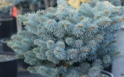 Dwarf Globe Blue Spruce Topiary Tree (Picea Pungens 'Globosa') - 1 Gallon Pot 9 Dwarf Globe Blue Spruce Topiary Tree (Picea Pungens 'Globosa') - 1 Gallon Pot -Garden Sales Store picea pungens globosa dwarf globe blue spruce 2