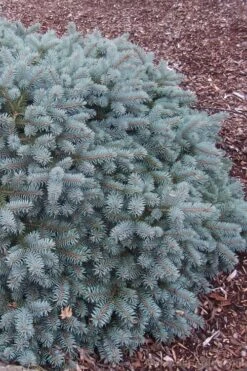 Lundeby's Dwarf Colorado Blue Spruce (Picea Pungens) - 6 Gallon Pot