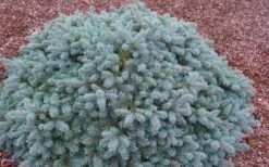 Lundeby's Dwarf Colorado Blue Spruce (Picea Pungens) - 6 Gallon Pot -Garden Sales Store picea pungens lundebeys dwarf blue spruce 2