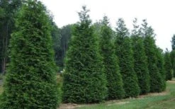 Green Giant Arborvitae (Thuja) - 6-Pack Of 1 Gallon Pots -Garden Sales Store picture arborvitae green giant 2 1