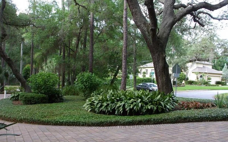 Asian Jasmine (Trachelospermum Asiaticum) - 72 Pack Of 3.5" Pint Pots 4 Asian Jasmine (Trachelospermum Asiaticum) - 72 Pack Of 3.5" Pint Pots - Image 4