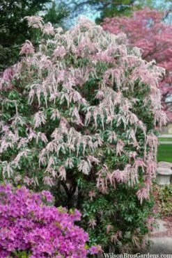 Dorothy Wycoff Pieris - 3 Gallon Pot -Garden Sales Store pieris japonica dorothy wycoff 2
