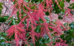 Dorothy Wycoff Pieris - 3 Gallon Pot -Garden Sales Store pieris japonica dorothy wycoff 5