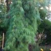 Angel Falls Weeping Eastern White Pine - 7 Gallon Pot (5-6')