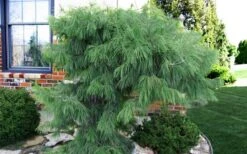 Angel Falls Weeping Eastern White Pine - 7 Gallon Pot (5-6') -Garden Sales Store pinus strobus angel falls white pine 3 1
