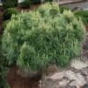 Coney Island White Pine Topiary Tree - 2 Gallon Pot