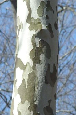 American Sycamore Tree - 3 Gallon Pot 11 American Sycamore Tree - 3 Gallon Pot -Garden Sales Store platanus occidentalis american sycamore tree 1