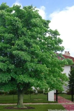 American Sycamore Tree - 3 Gallon Pot 9 American Sycamore Tree - 3 Gallon Pot -Garden Sales Store platanus occidentalis american sycamore tree 4