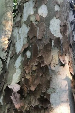 American Sycamore Tree - 3 Gallon Pot 10 American Sycamore Tree - 3 Gallon Pot -Garden Sales Store platanus occidentalis american sycamore tree 6