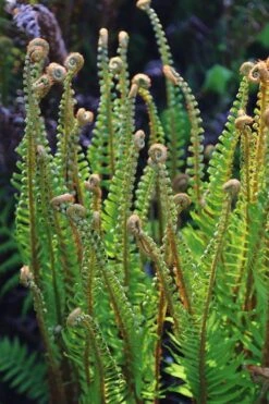 Western Sword Fern (Polystichum Munitum) - 1 Gallon Pot -Garden Sales Store polystichum munitum western sword fern 10