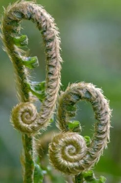 Western Sword Fern (Polystichum Munitum) - 1 Gallon Pot -Garden Sales Store polystichum munitum western sword fern 2