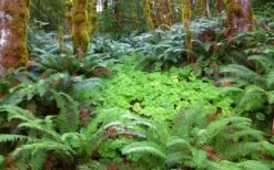 Western Sword Fern (Polystichum Munitum) - 1 Gallon Pot -Garden Sales Store polystichum munitum western sword fern 20