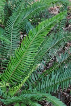 Western Sword Fern (Polystichum Munitum) - 1 Gallon Pot -Garden Sales Store polystichum munitum western sword fern 5