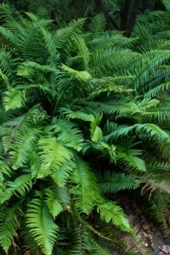 Western Sword Fern (Polystichum Munitum) - 1 Gallon Pot -Garden Sales Store polystichum munitum western sword fern 8