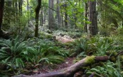 Western Sword Fern (Polystichum Munitum) - 1 Gallon Pot -Garden Sales Store polystichum munitum western sword fern 9