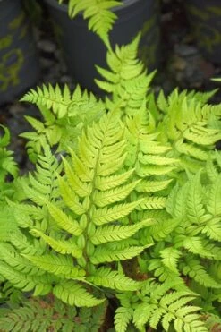 Korean Rock Fern - 1 Gallon Pot -Garden Sales Store polystichum tsus simense korean rock fern 4