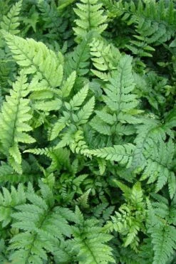 Korean Rock Fern - 1 Gallon Pot -Garden Sales Store polystichum tsus simense korean rock fern 5