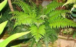 Korean Rock Fern - 1 Gallon Pot -Garden Sales Store polystichum tsus simense korean rock fern 6