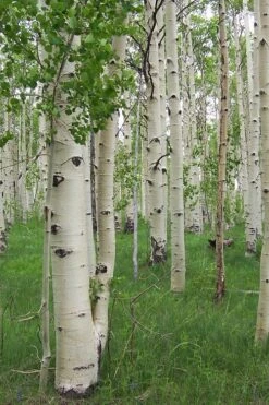 Quaking Aspen Tree (Populus Tremuloides) - 3 Gallon Pot -Garden Sales Store populus tremuloides quaking aspen tree 1