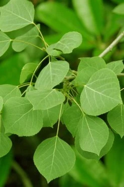 Quaking Aspen Tree (Populus Tremuloides) - 3 Gallon Pot -Garden Sales Store populus tremuloides quaking aspen tree 2