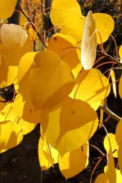 Quaking Aspen Tree (Populus Tremuloides) - 3 Gallon Pot -Garden Sales Store populus tremuloides quaking aspen tree 3