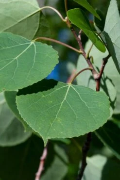 Quaking Aspen Tree (Populus Tremuloides) - 3 Gallon Pot -Garden Sales Store populus tremuloides quaking aspen tree 4