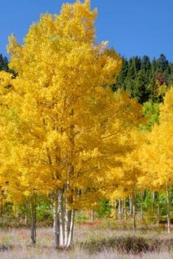 Quaking Aspen Tree (Populus Tremuloides) - 3 Gallon Pot -Garden Sales Store populus tremuloides quaking aspen tree 5