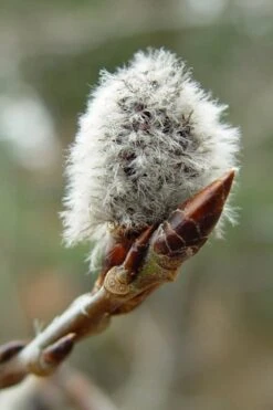 Quaking Aspen Tree (Populus Tremuloides) - 3 Gallon Pot -Garden Sales Store populus tremuloides quaking aspen tree 6
