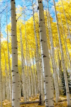 Quaking Aspen Tree (Populus Tremuloides) - 3 Gallon Pot -Garden Sales Store populus tremuloides quaking aspen tree 7