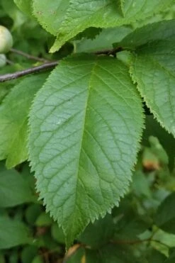 American Wild Plum Tree (Prunus Americana) - 3 Gallon Pot -Garden Sales Store prunus americana american wild plum tree 10