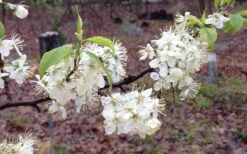 American Wild Plum Tree (Prunus Americana) - 3 Gallon Pot -Garden Sales Store prunus americana american wild plum tree 11