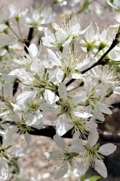 American Wild Plum Tree (Prunus Americana) - 1 Gallon Pot -Garden Sales Store prunus americana american wild plum tree 5 1
