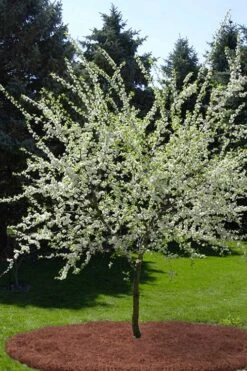 American Wild Plum Tree (Prunus Americana) - 1 Gallon Pot -Garden Sales Store prunus americana american wild plum tree 9 1