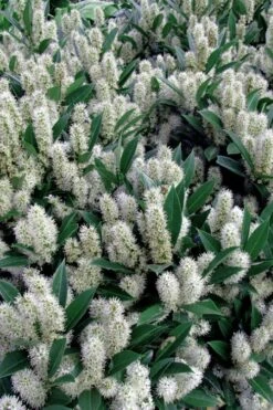 Otto Luyken English Laurel (Prunus Laurocersasus) - 1 Gallon Pot -Garden Sales Store prunus laurocerasus otto luyken laurel 1