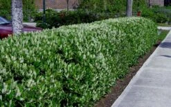 Otto Luyken English Laurel (Prunus Laurocersasus) - 1 Gallon Pot -Garden Sales Store prunus laurocerasus otto luyken laurel 4