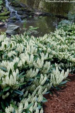 Otto Luyken English Laurel (Prunus Laurocersasus) - 1 Gallon Pot