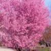 Okame Pink Flowering Cherry Tree - 5 Gallon Pot