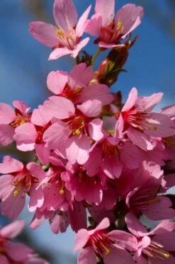 Okame Pink Flowering Cherry Tree - 5 Gallon Pot -Garden Sales Store prunus okame flowering cherry 6