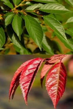 Okame Pink Flowering Cherry Tree - 5 Gallon Pot -Garden Sales Store prunus okame flowering cherry 7