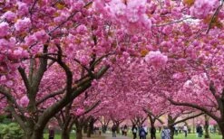 Kwanzan Pink Double Flowering Cherry Tree - 3 Gallon Pot -Garden Sales Store prunus serrulata kwansan flowering cherry 10