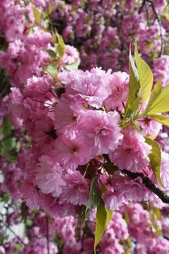 Kwanzan Pink Double Flowering Cherry Tree - 3 Gallon Pot -Garden Sales Store prunus serrulata kwansan flowering cherry 13