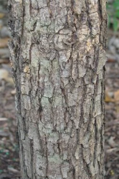 Overcup Oak Tree (Quercus Lyrata) - 1 Gallon Pot -Garden Sales Store quercus lyrata overcup oak acorn bark 1