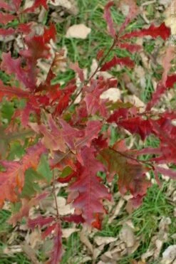 Overcup Oak Tree (Quercus Lyrata) - 1 Gallon Pot -Garden Sales Store quercus lyrata overcup oak acorn fall leaf color 1