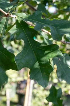 Overcup Oak Tree (Quercus Lyrata) - 1 Gallon Pot -Garden Sales Store quercus lyrata overcup oak acorn leaf 1