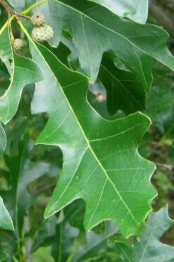 Overcup Oak Tree (Quercus Lyrata) - 1 Gallon Pot