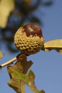Overcup Oak Tree (Quercus Lyrata) - 1 Gallon Pot -Garden Sales Store quercus lyrata overcup oak acorn nut 1