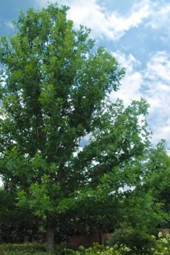 Overcup Oak Tree (Quercus Lyrata) - 1 Gallon Pot -Garden Sales Store quercus lyrata overcup oak acorn tree 1