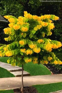 The Rising Sun Redbud Tree - 5 Gallon Pot -Garden Sales Store redbud rising sun 52