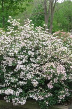 Coastal Azalea (Rhododendron Atlanticum) - 3 Gallon Pot -Garden Sales Store rhododendron atlanticum coastal azalea 1